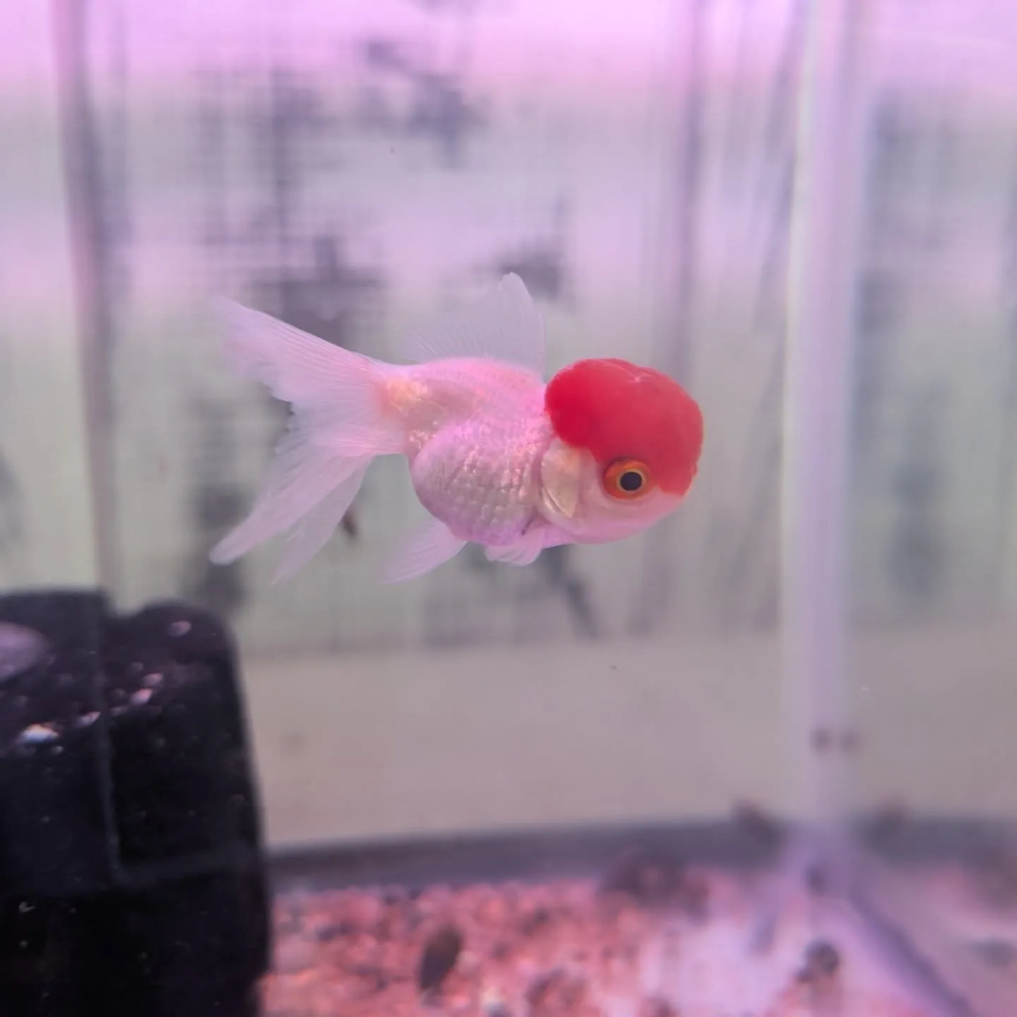 金魚の病気を見逃さないための5つのポイント