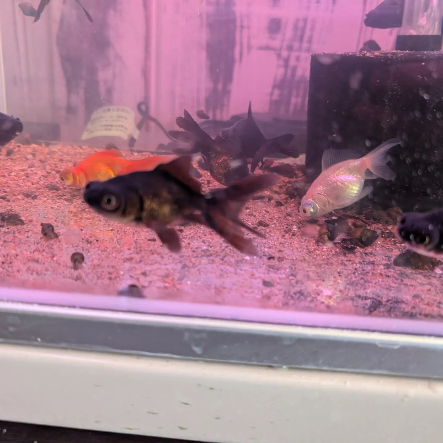 本日の入荷情報✨(金魚)