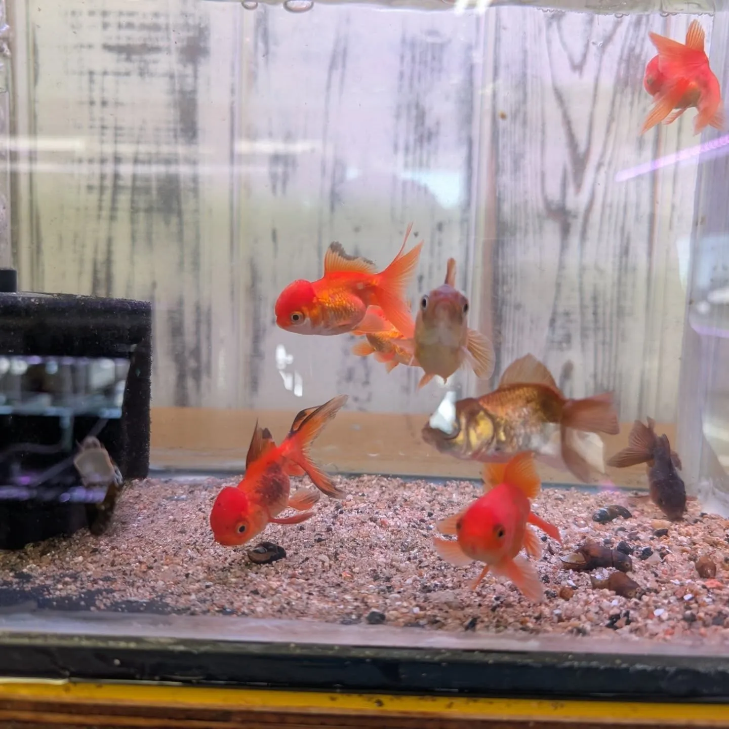 本日の入荷情報✨(金魚)
