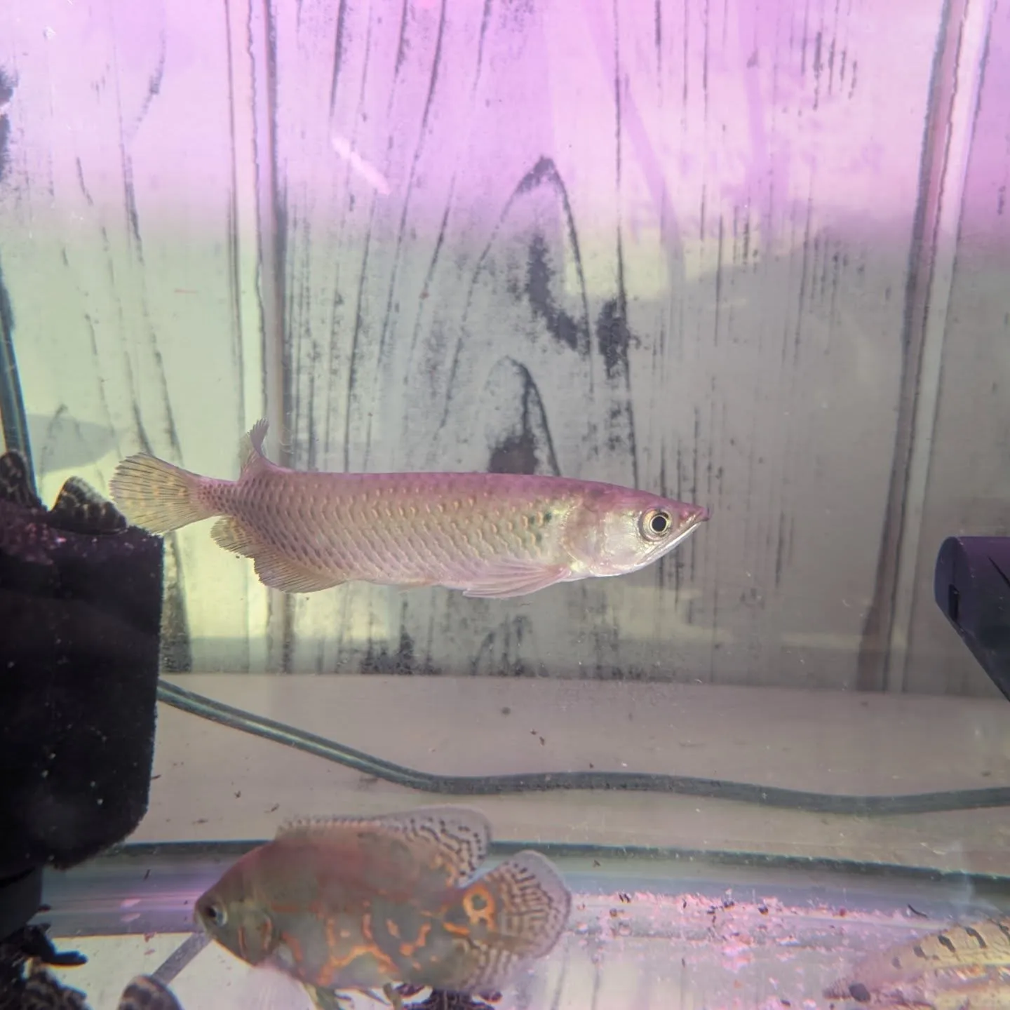 本日入荷情報✨(熱帯魚)