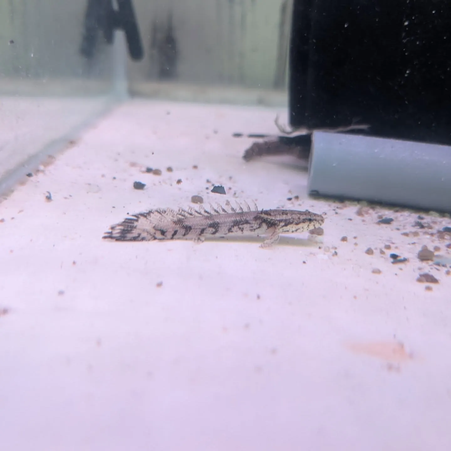 本日入荷情報✨(熱帯魚)