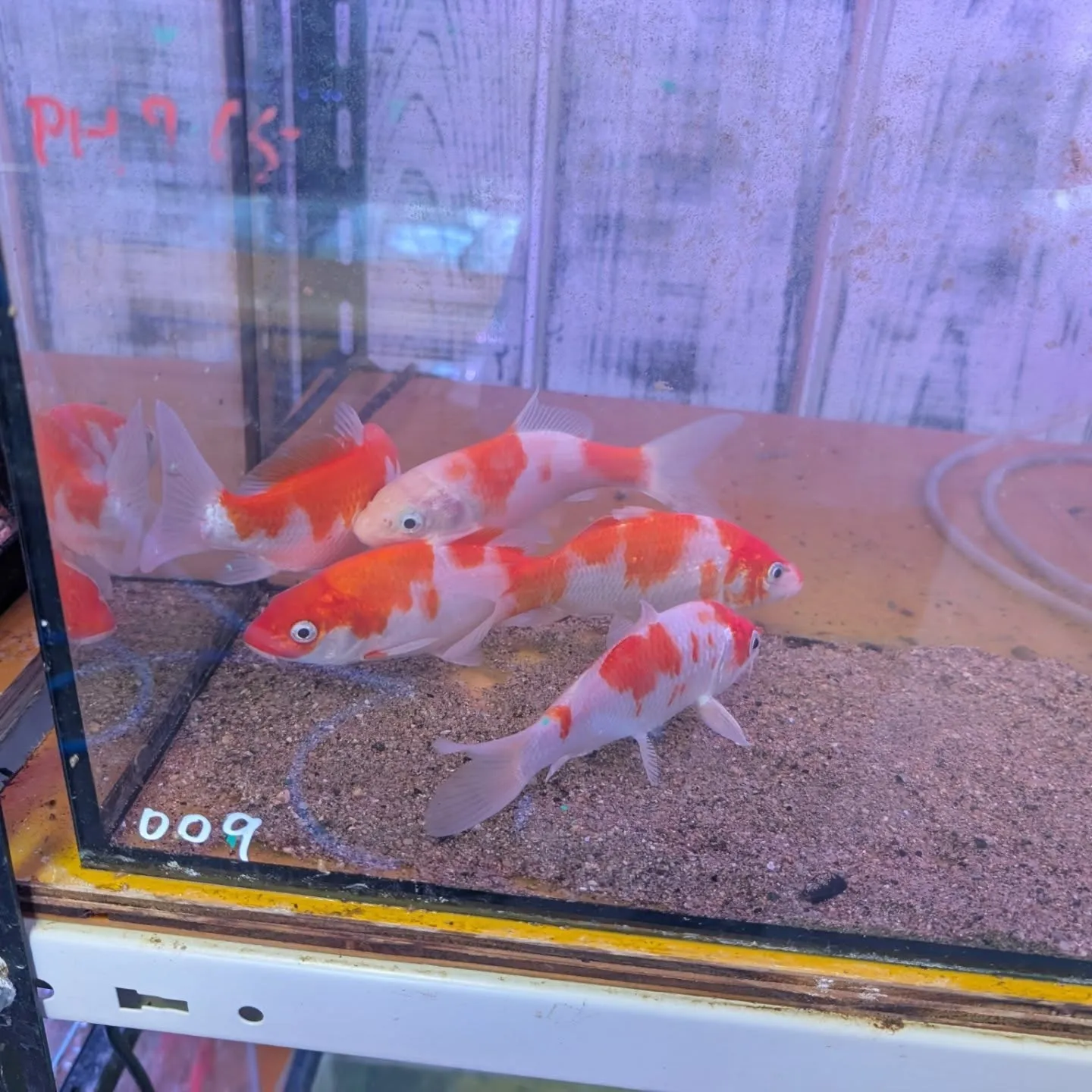 本日の入荷情報✨(錦鯉)