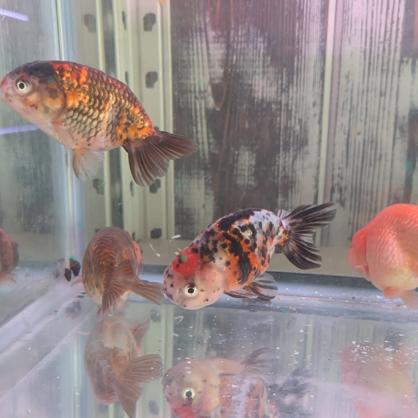 本日の入荷情報✨(金魚)