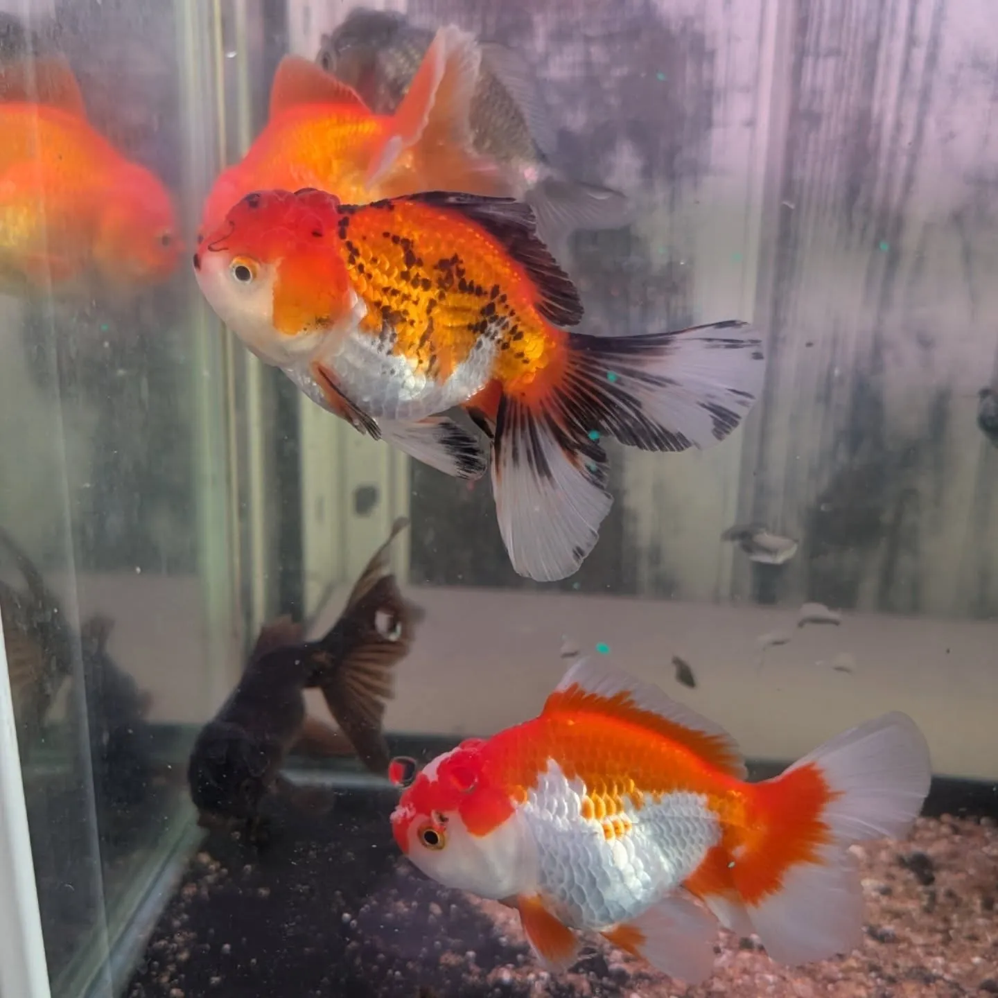 本日の入荷情報✨(金魚)
