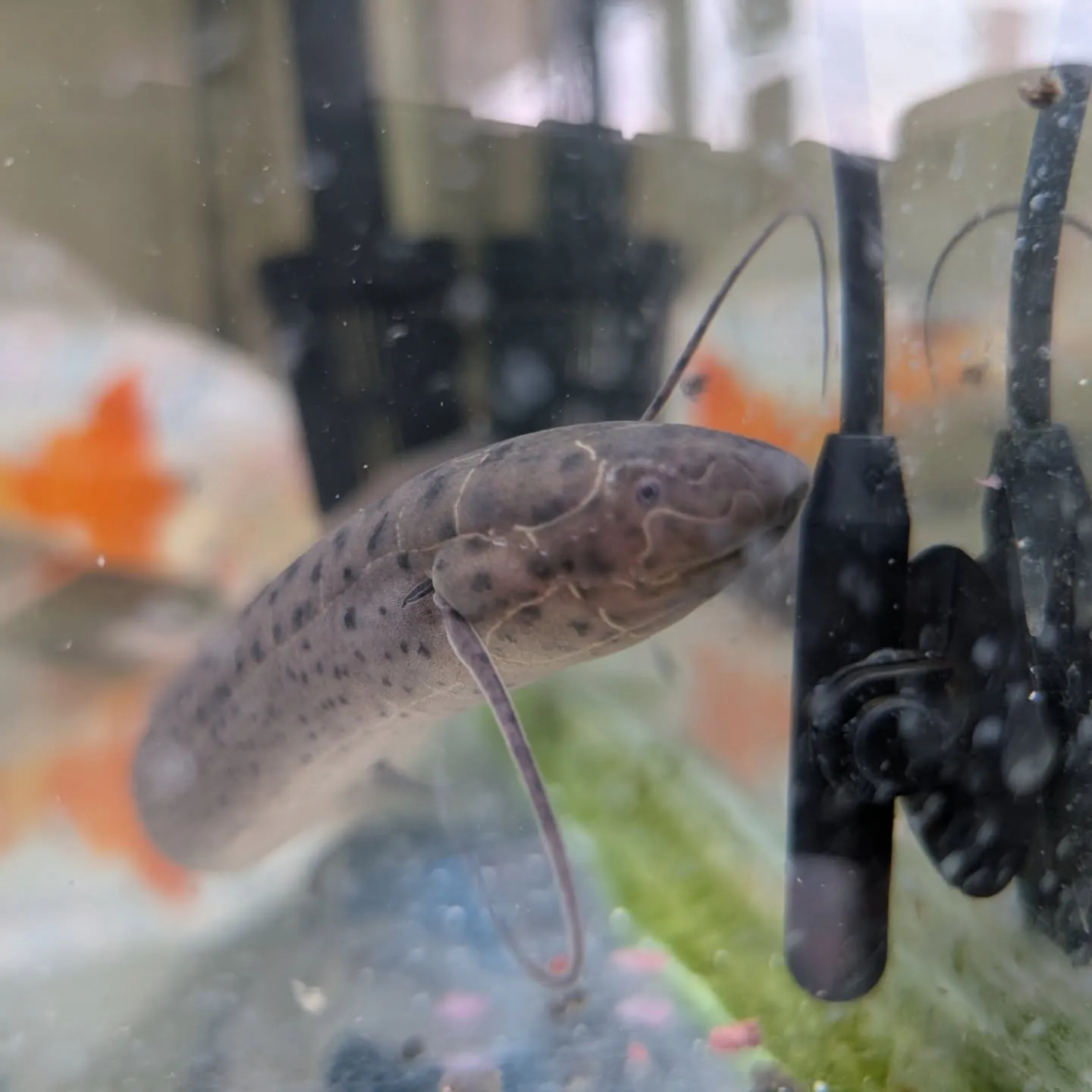 本日の入荷情報✨(熱帯魚)