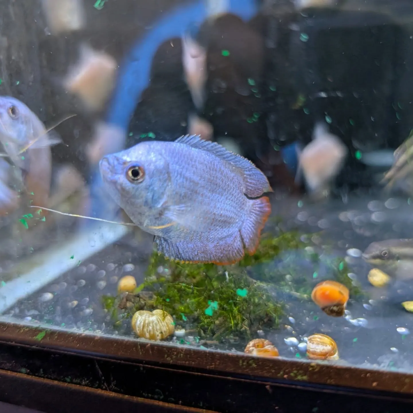 本日の入荷情報✨(熱帯魚)