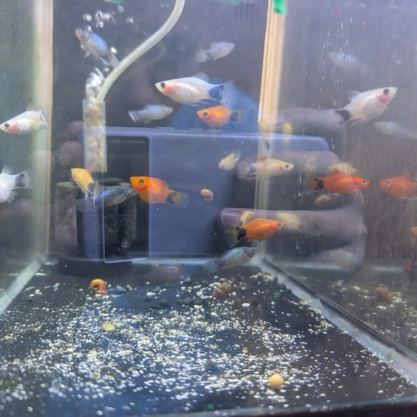 本日の入荷情報✨(熱帯魚)