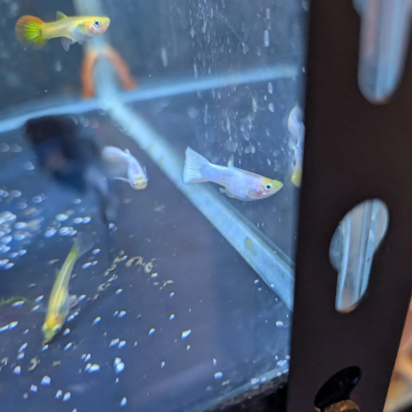 本日の入荷情報✨(熱帯魚)