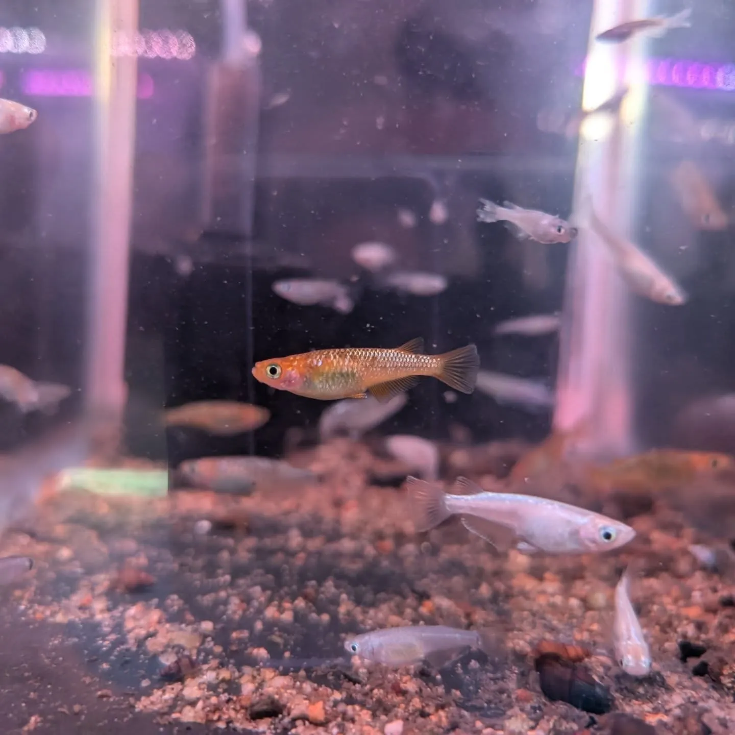 本日の入荷情報✨(メダカ、日淡魚、エビ)