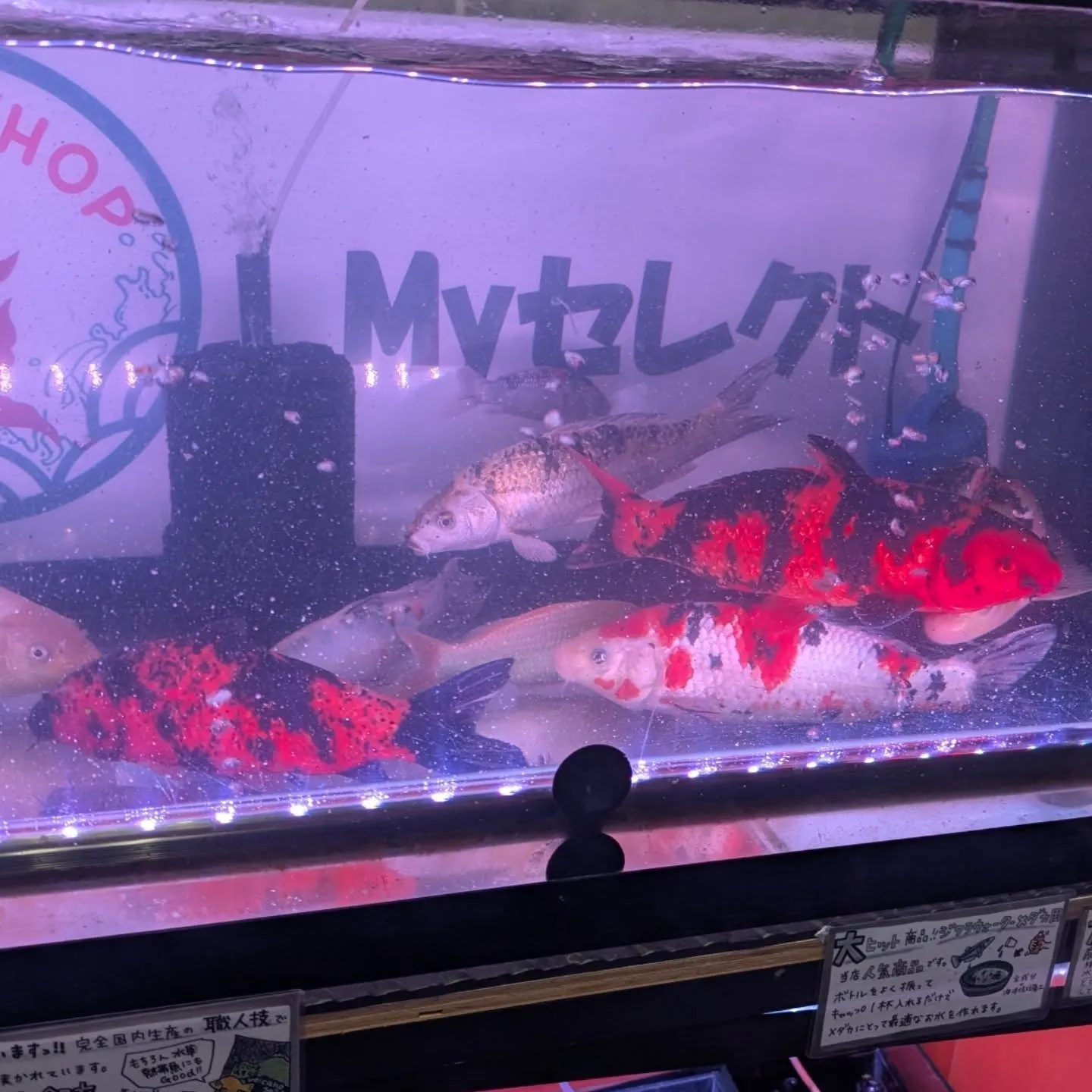 本日の入荷情報✨(錦鯉、メダカ、金魚)