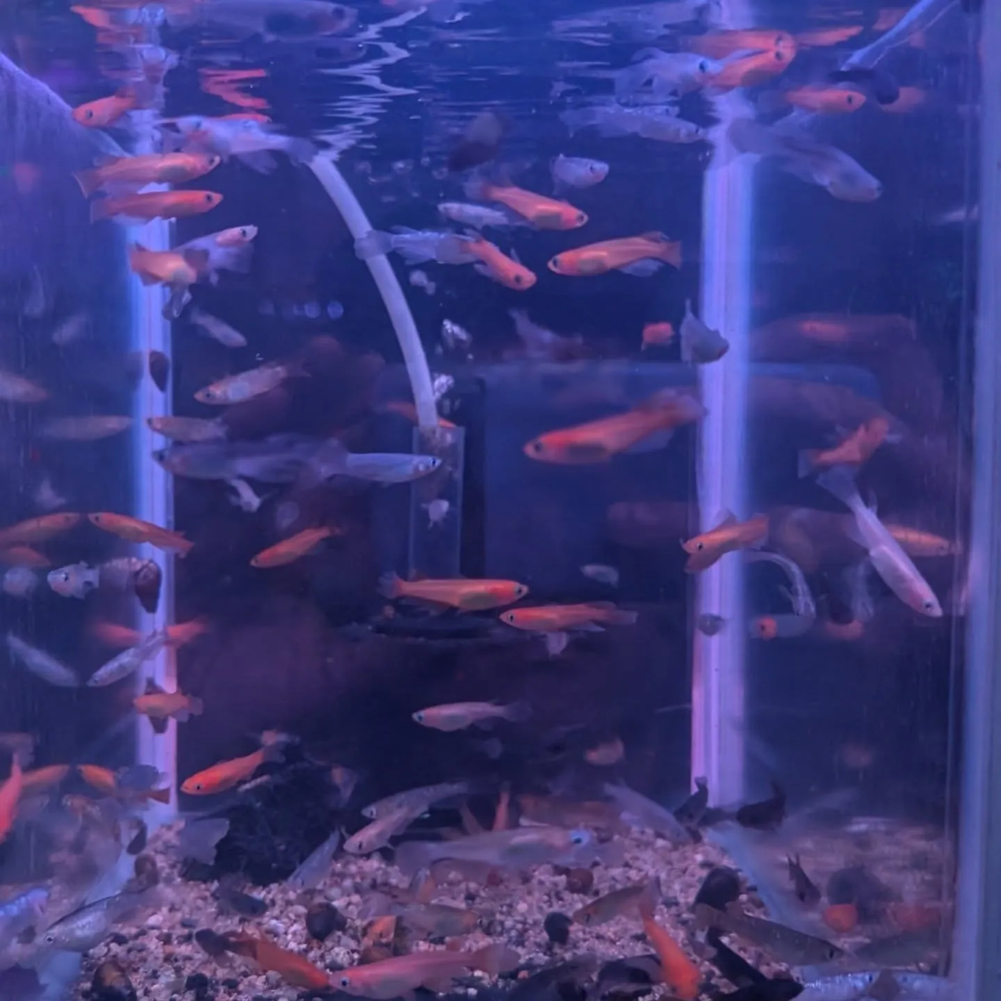本日の入荷情報✨(錦鯉、メダカ、金魚)