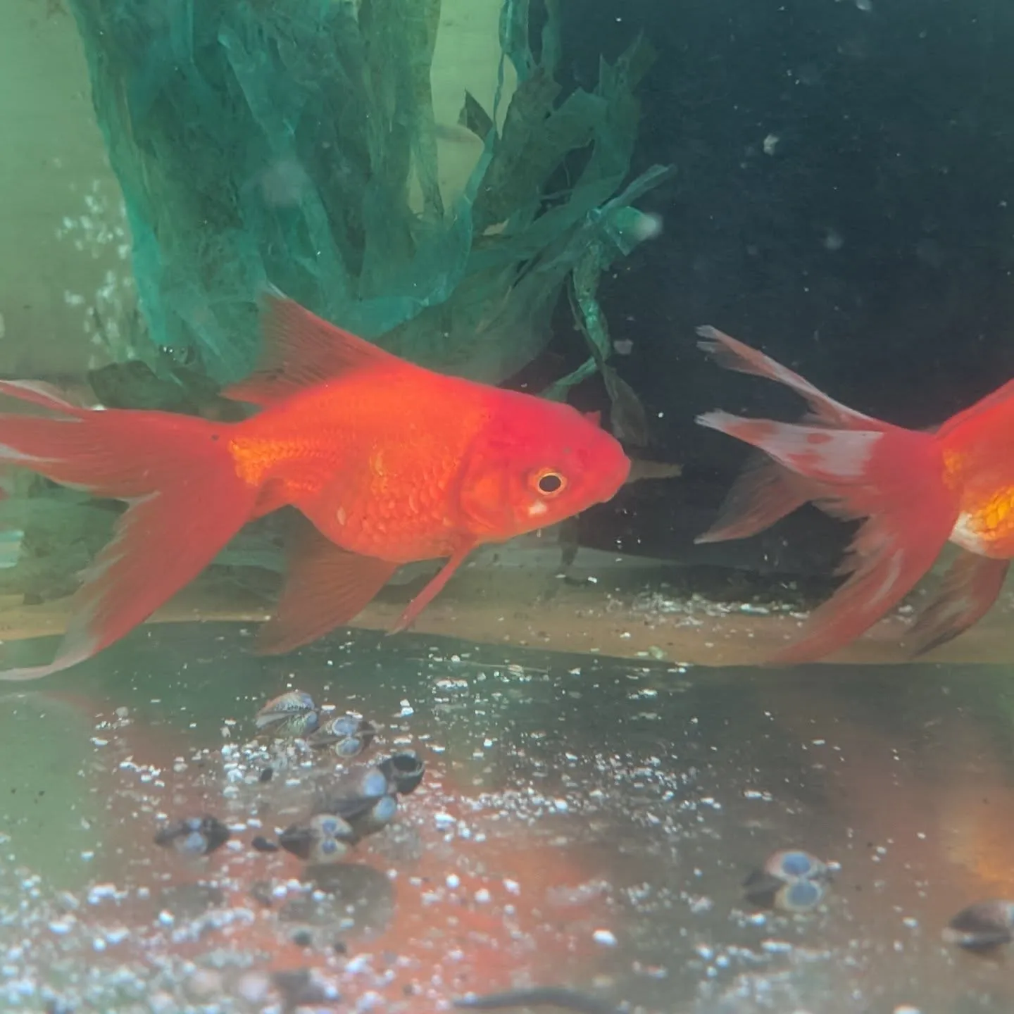 本日の入荷情報✨(錦鯉、メダカ、金魚)
