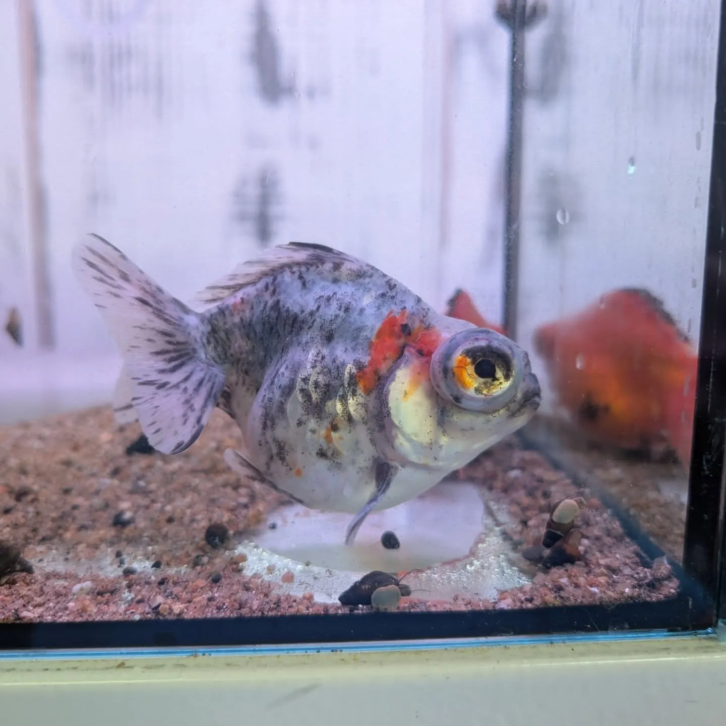 本日の入荷情報✨(錦鯉、メダカ、金魚)