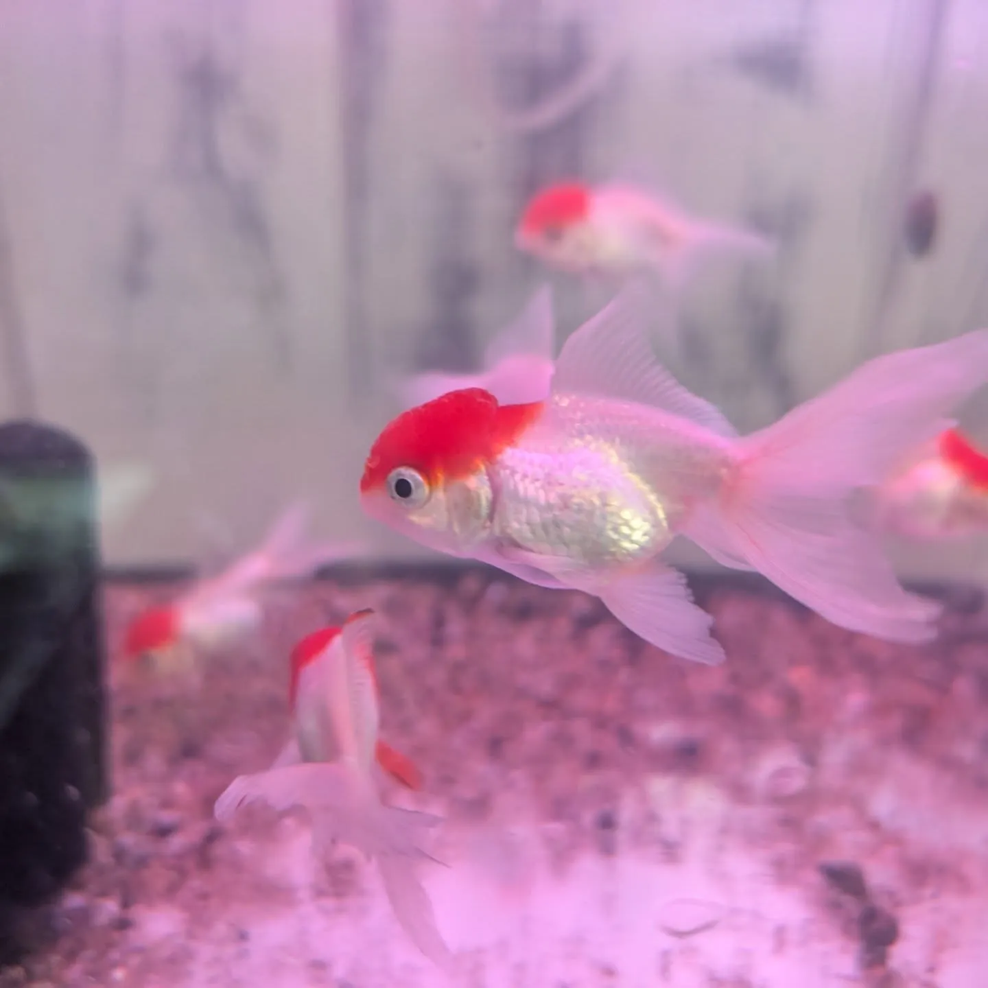 本日の入荷情報✨(錦鯉、メダカ、金魚)