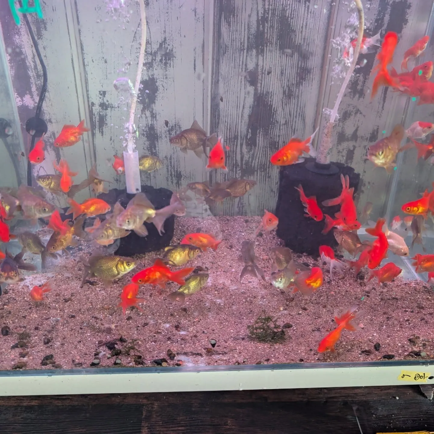 本日の入荷情報✨(錦鯉、メダカ、金魚)