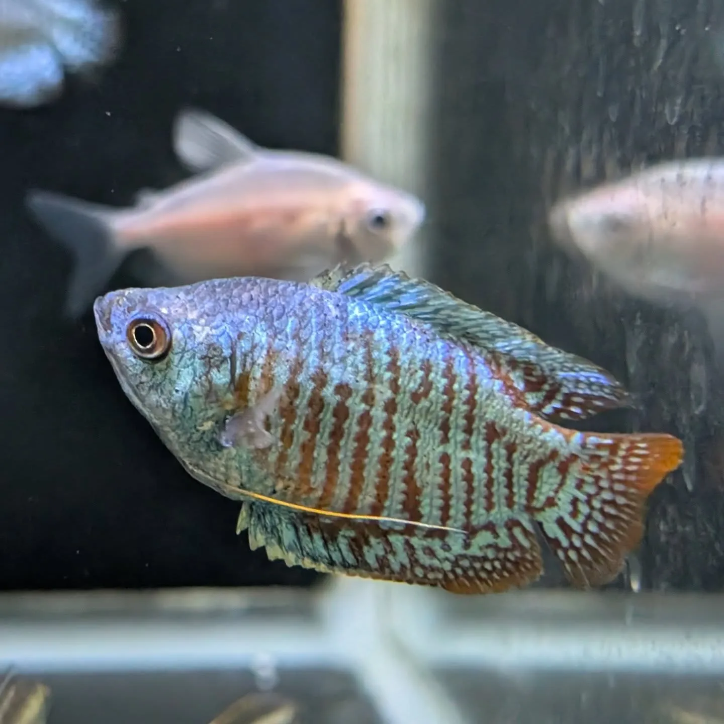 本日の入荷情報✨(熱帯魚)