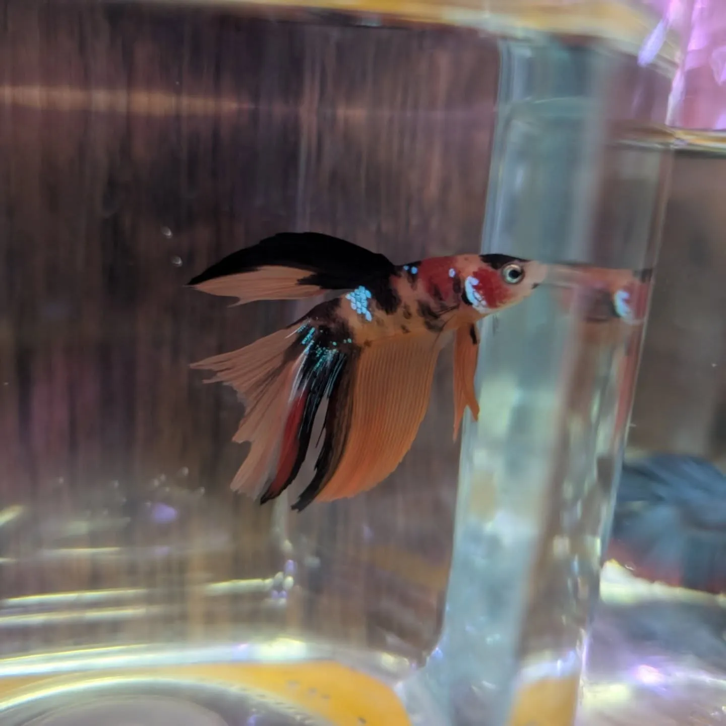 本日の入荷情報✨(熱帯魚)