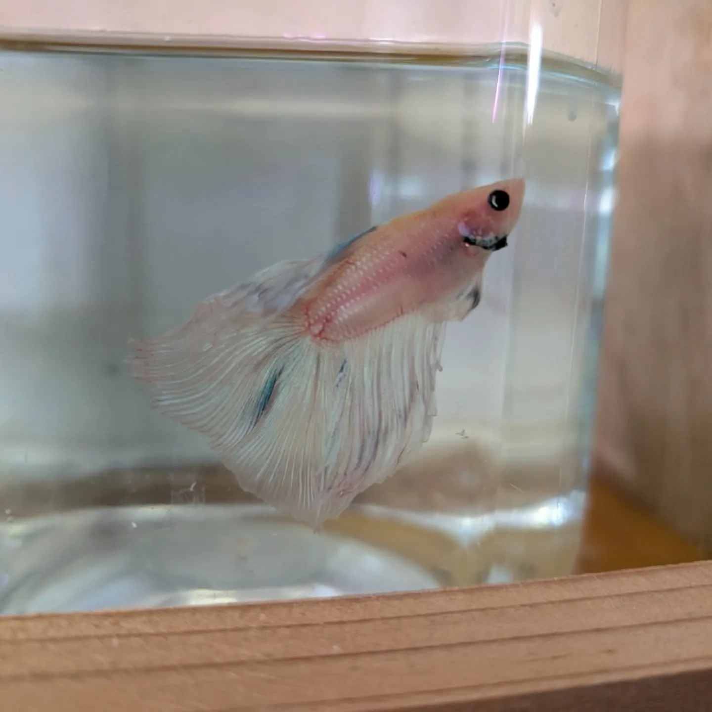 本日の入荷情報✨(熱帯魚)