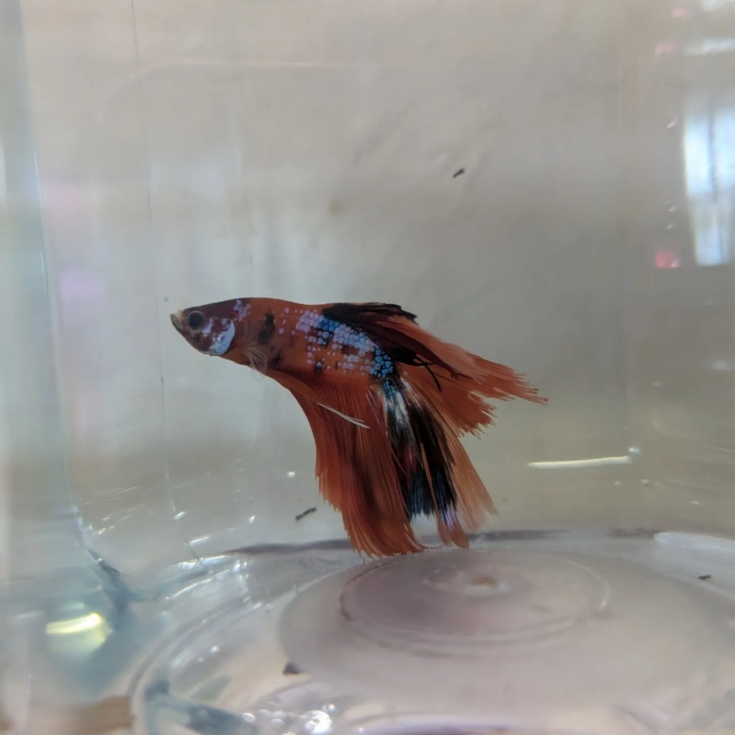 本日の入荷情報✨(熱帯魚)