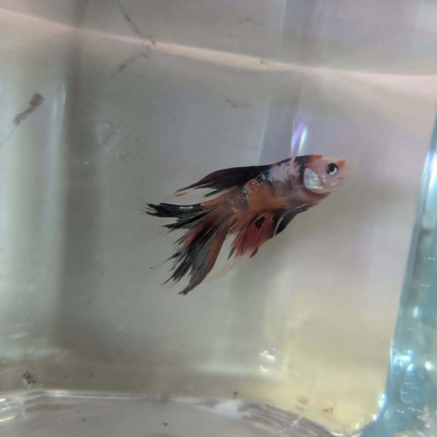 本日の入荷情報✨(熱帯魚)