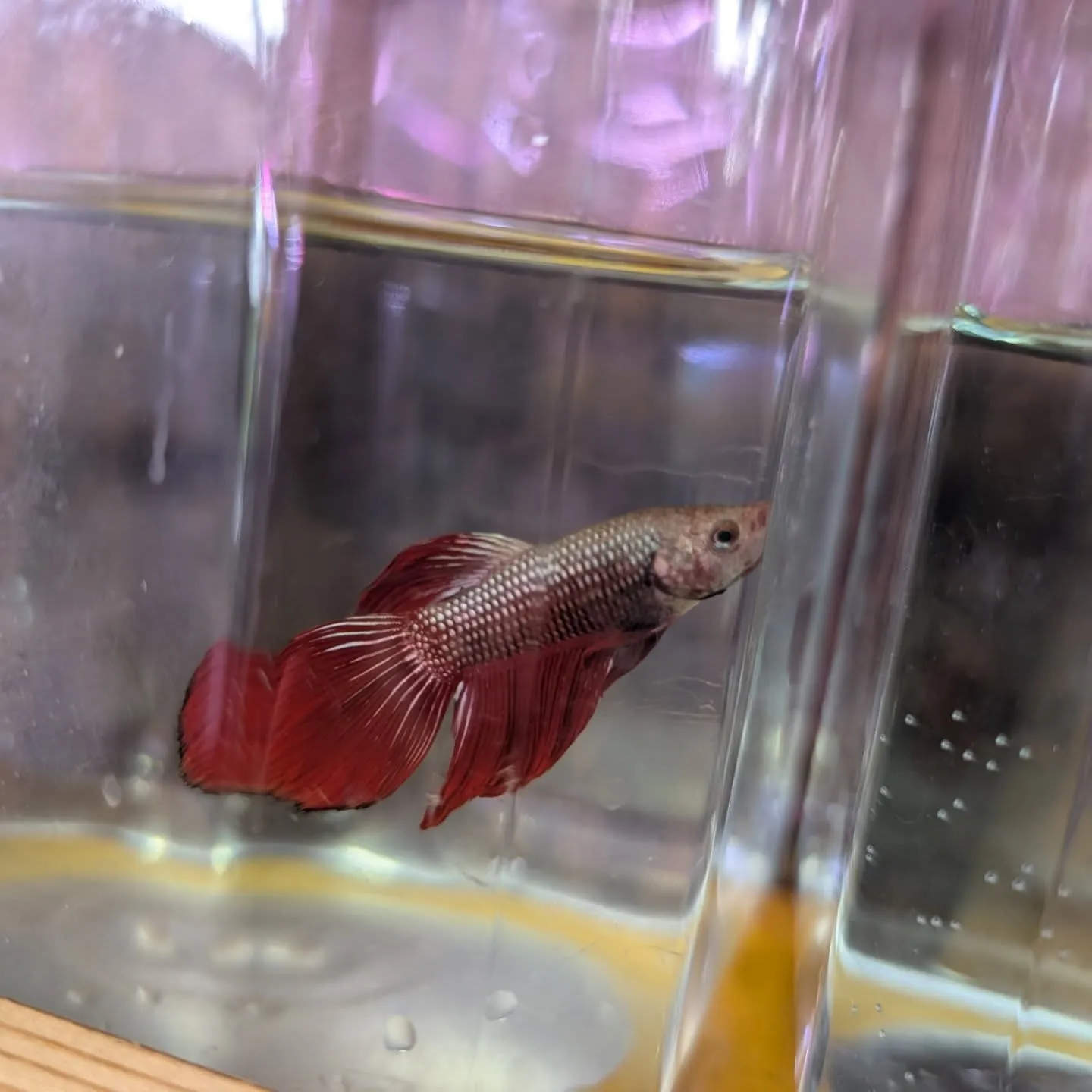本日の入荷情報✨(熱帯魚)
