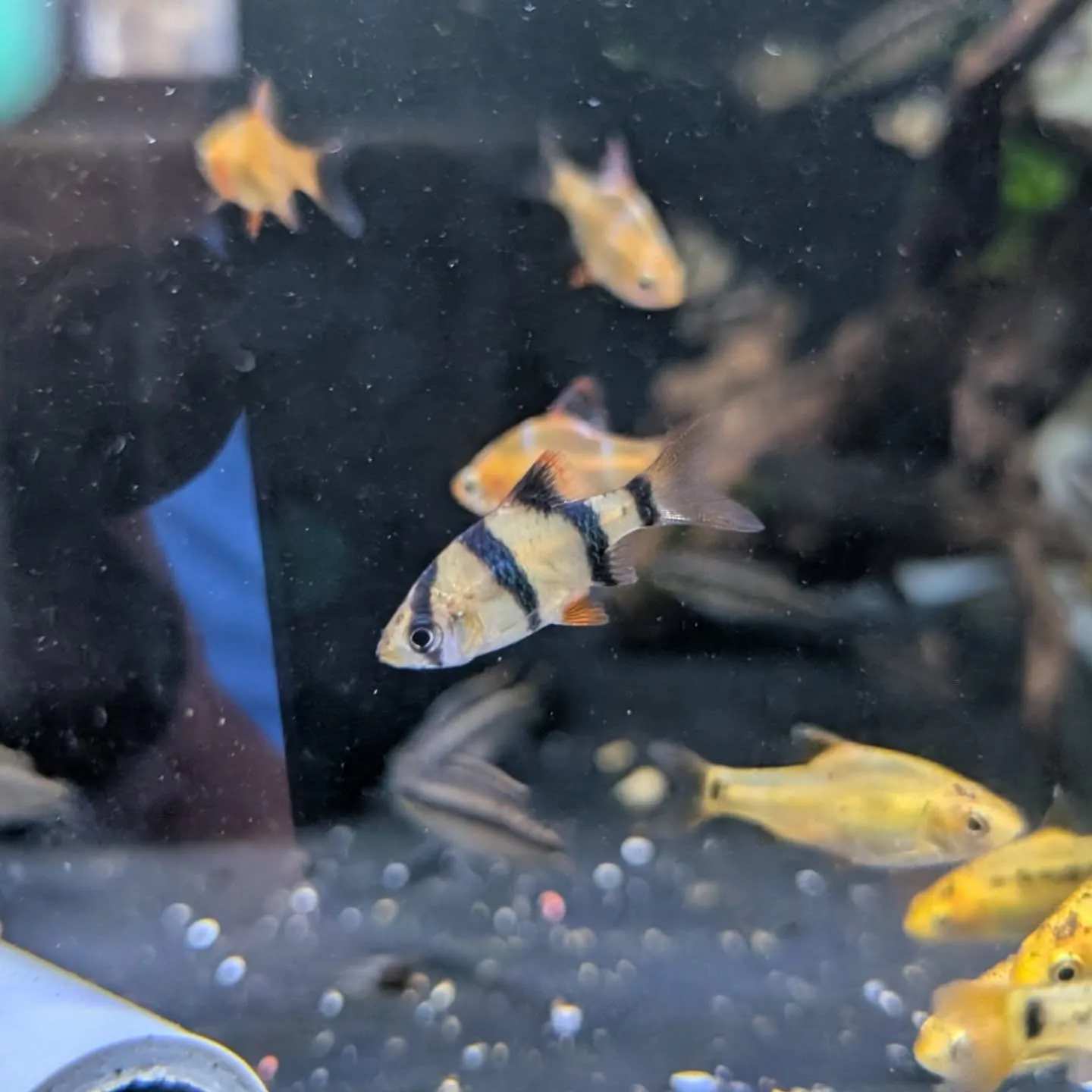 本日の入荷情報✨(熱帯魚)