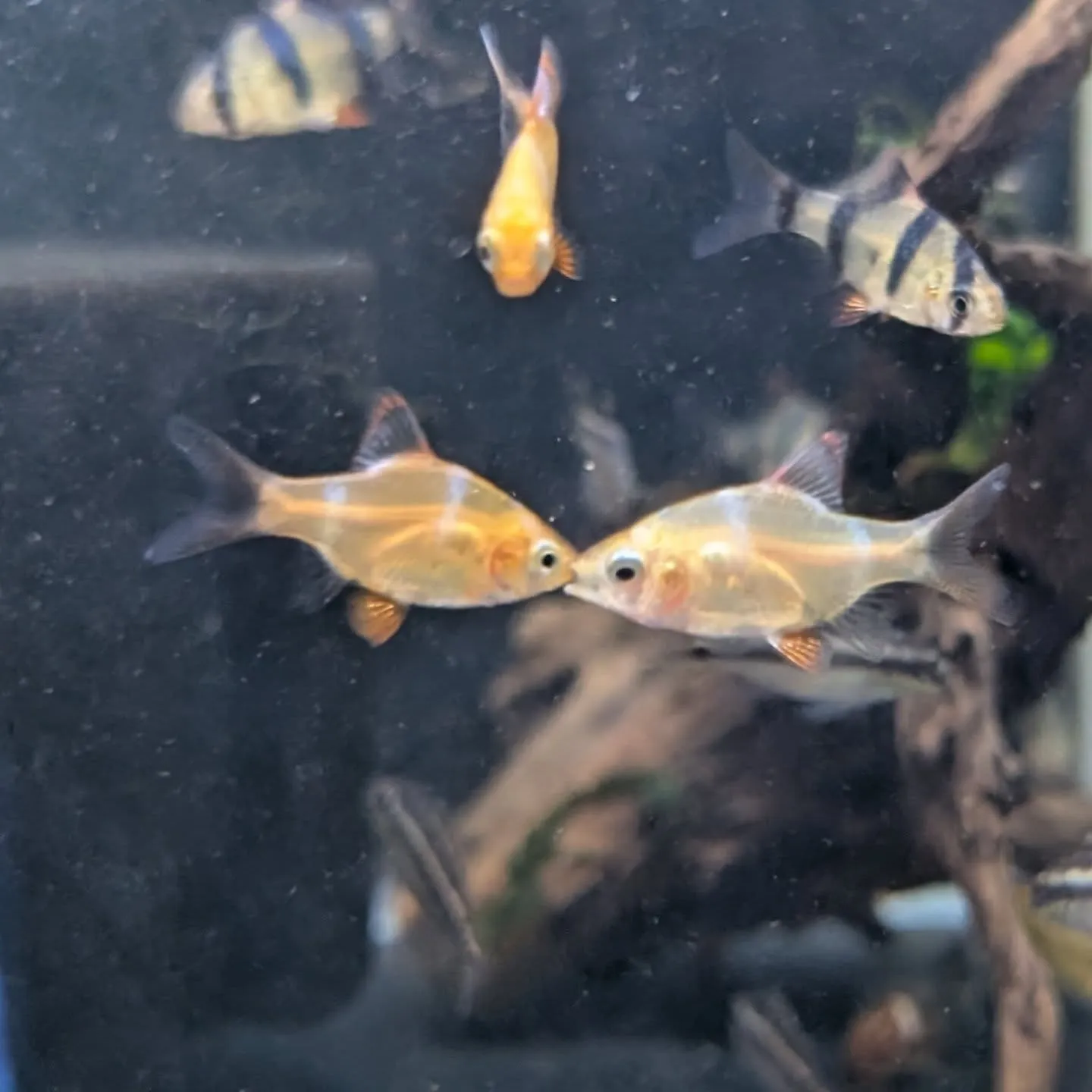 本日の入荷情報✨(熱帯魚)