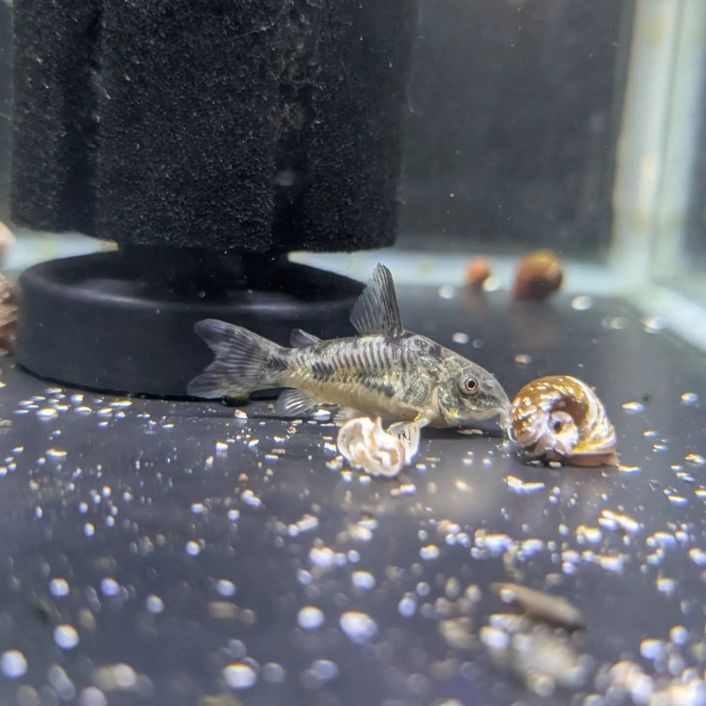 本日の入荷情報✨(熱帯魚)