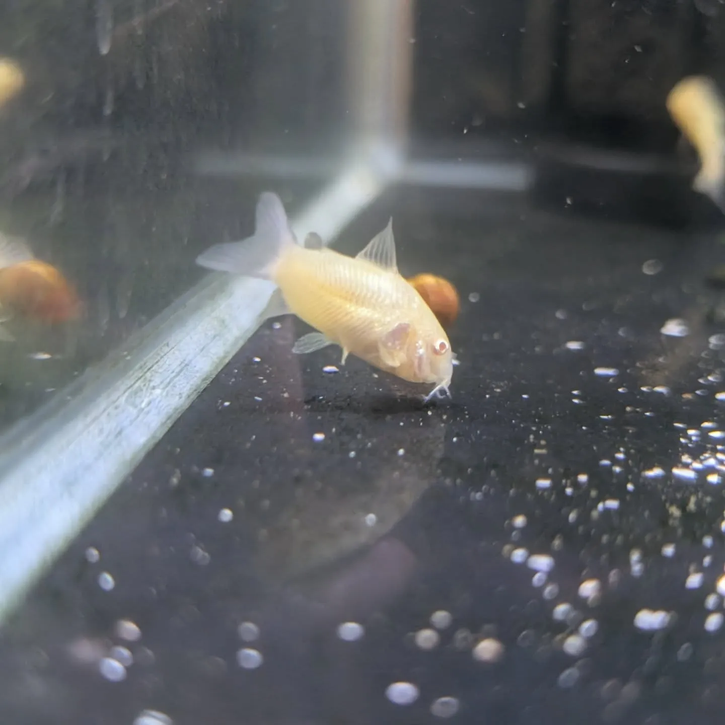 本日の入荷情報✨(熱帯魚)