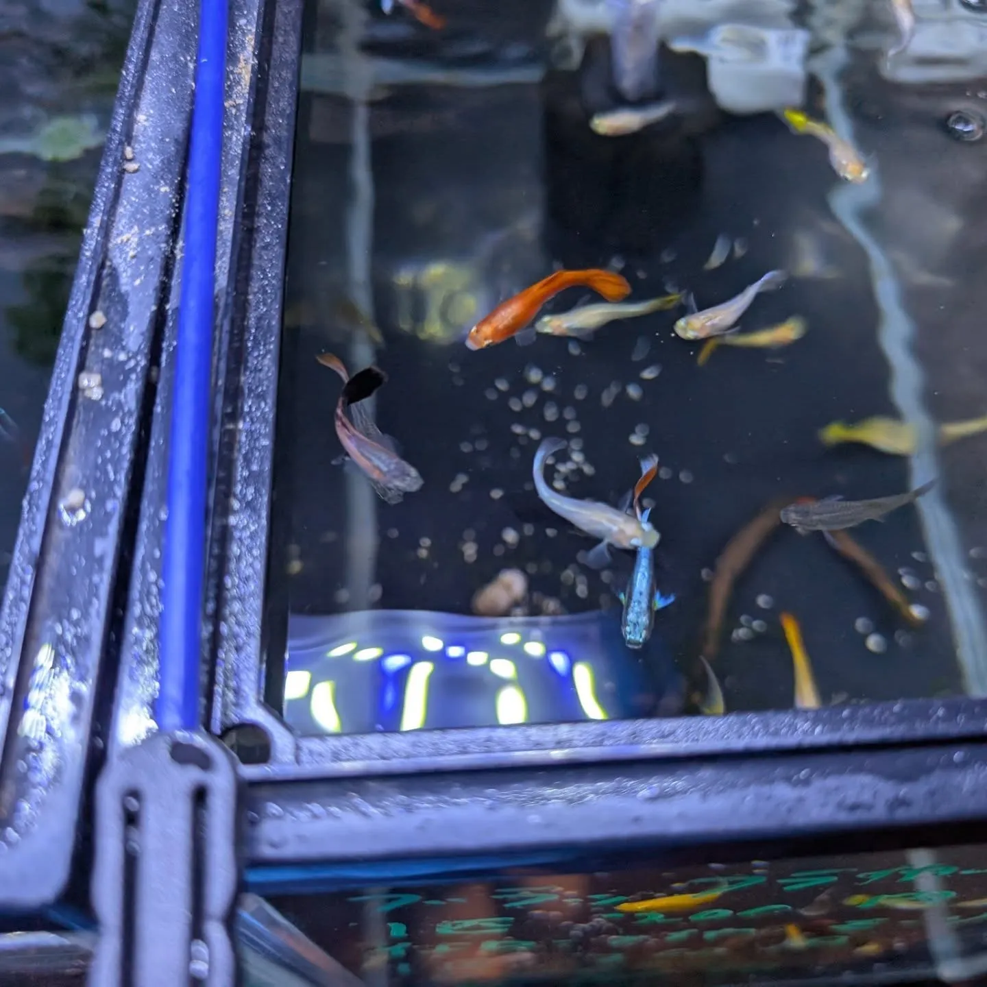 本日の入荷情報✨(熱帯魚)