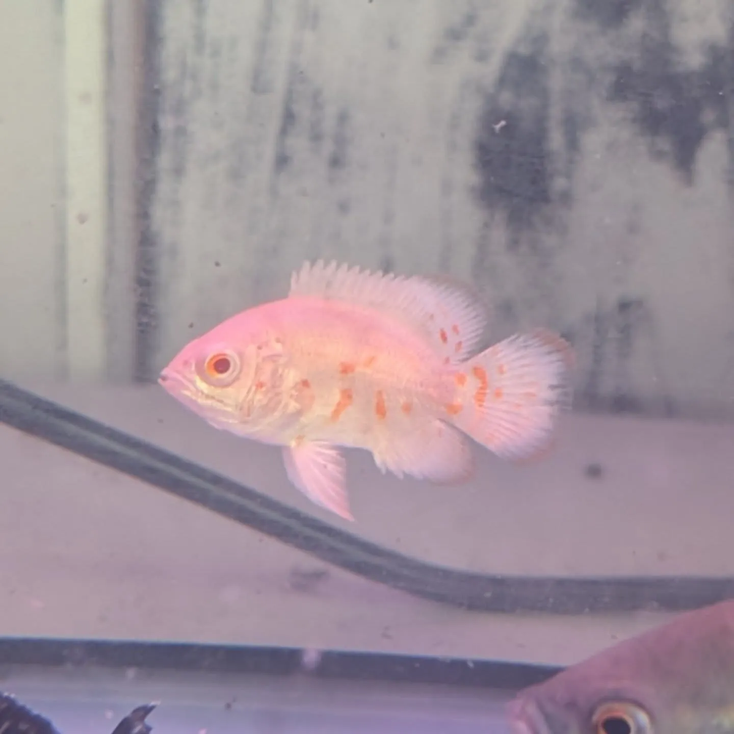 本日の入荷情報✨(熱帯魚)