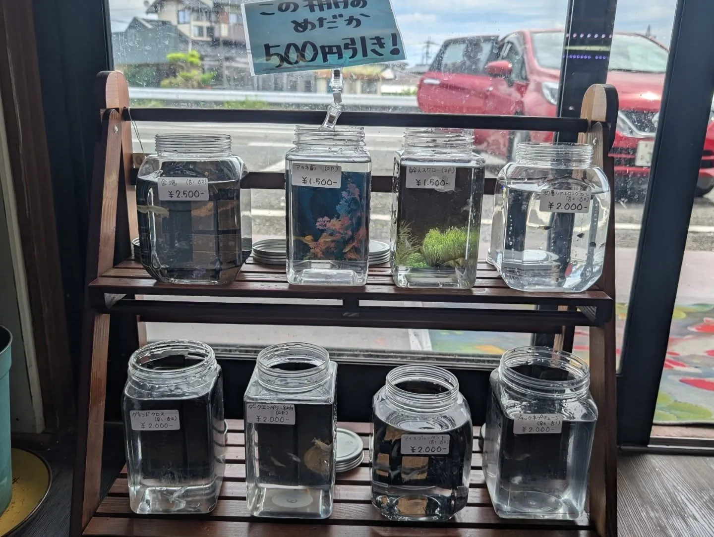 本日の入荷情報✨(メダカ)