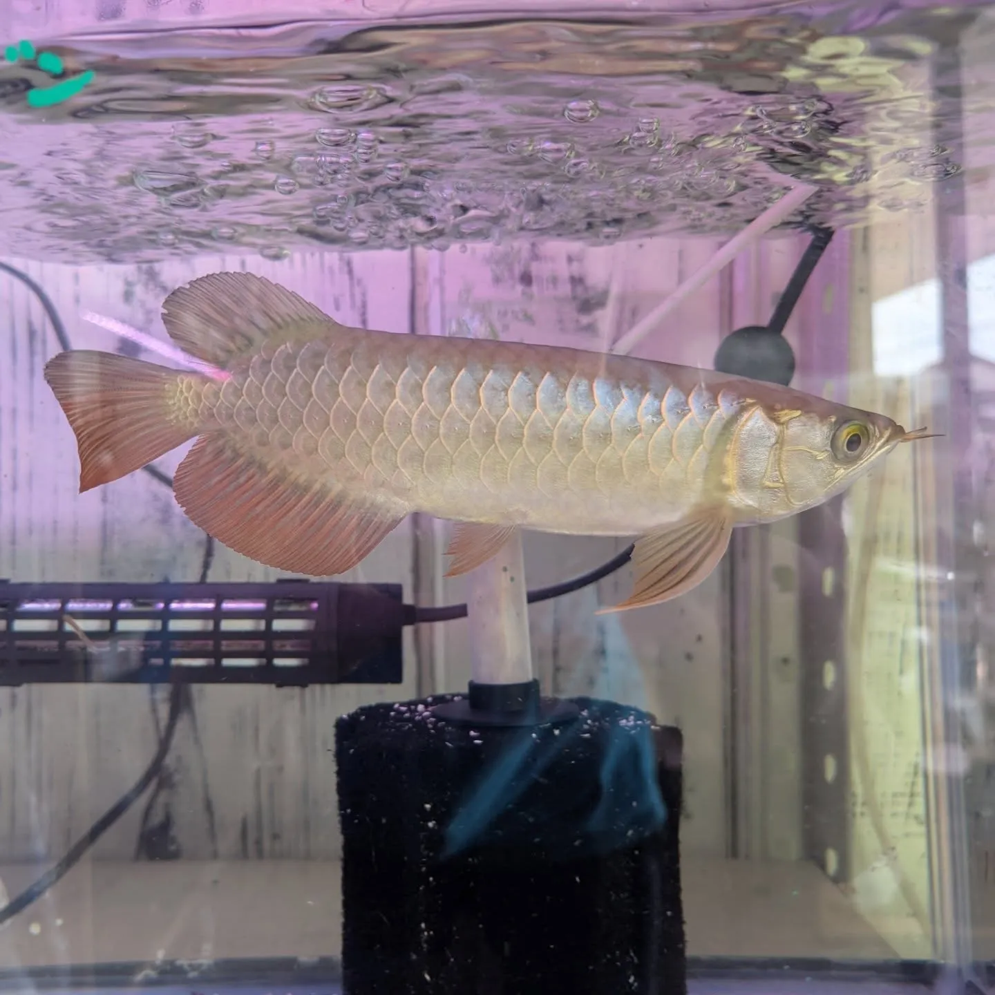 本日の入荷情報✨(熱帯魚、日淡魚、ベタ)