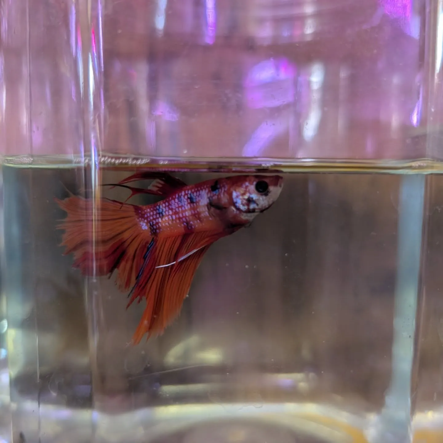本日の入荷情報✨(熱帯魚、日淡魚、ベタ)