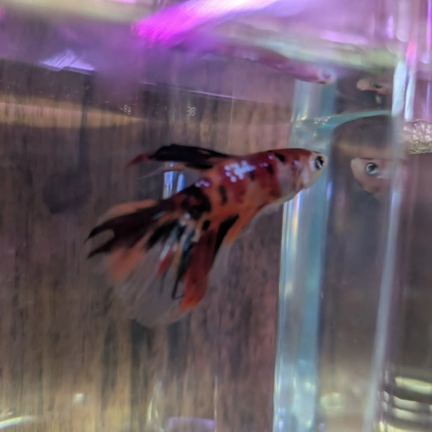 本日の入荷情報✨(熱帯魚、日淡魚、ベタ)