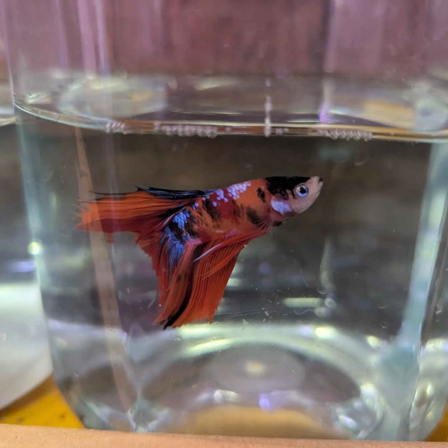 本日の入荷情報✨(熱帯魚、日淡魚、ベタ)