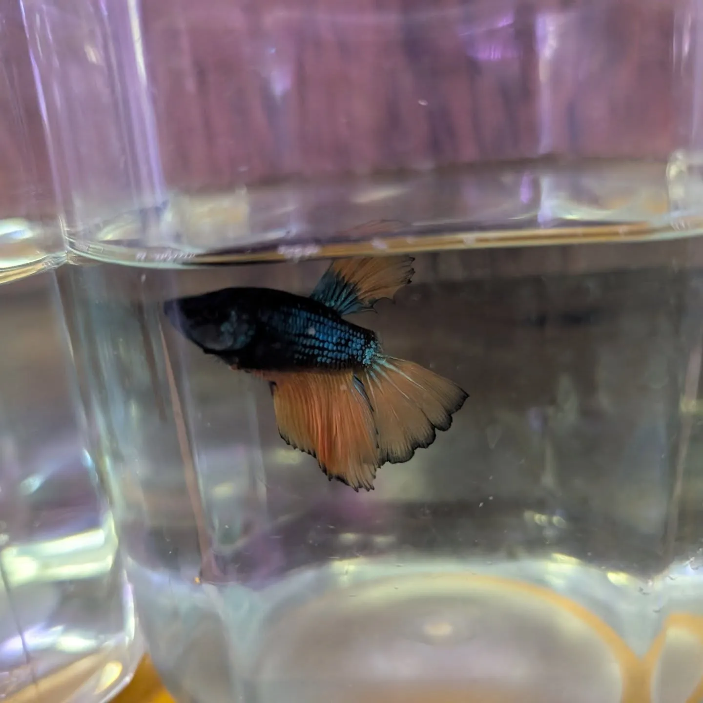 本日の入荷情報✨(熱帯魚、日淡魚、ベタ)