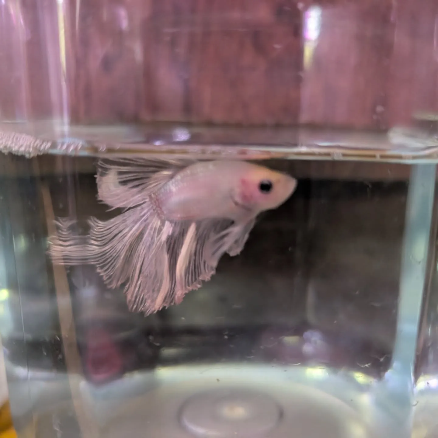 本日の入荷情報✨(熱帯魚、日淡魚、ベタ)