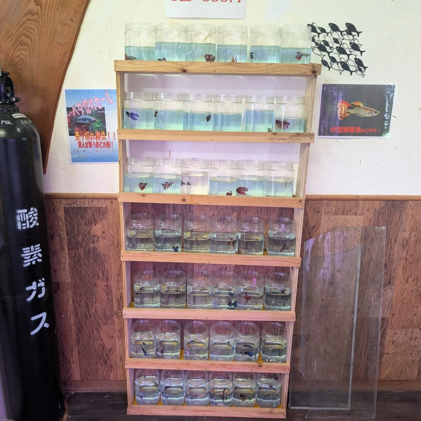 本日の入荷情報✨(熱帯魚、日淡魚、ベタ)