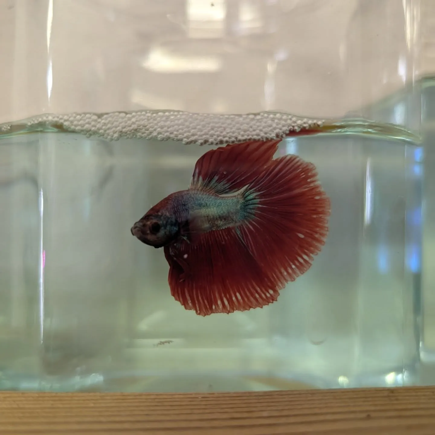本日の入荷情報✨(熱帯魚、日淡魚、ベタ)