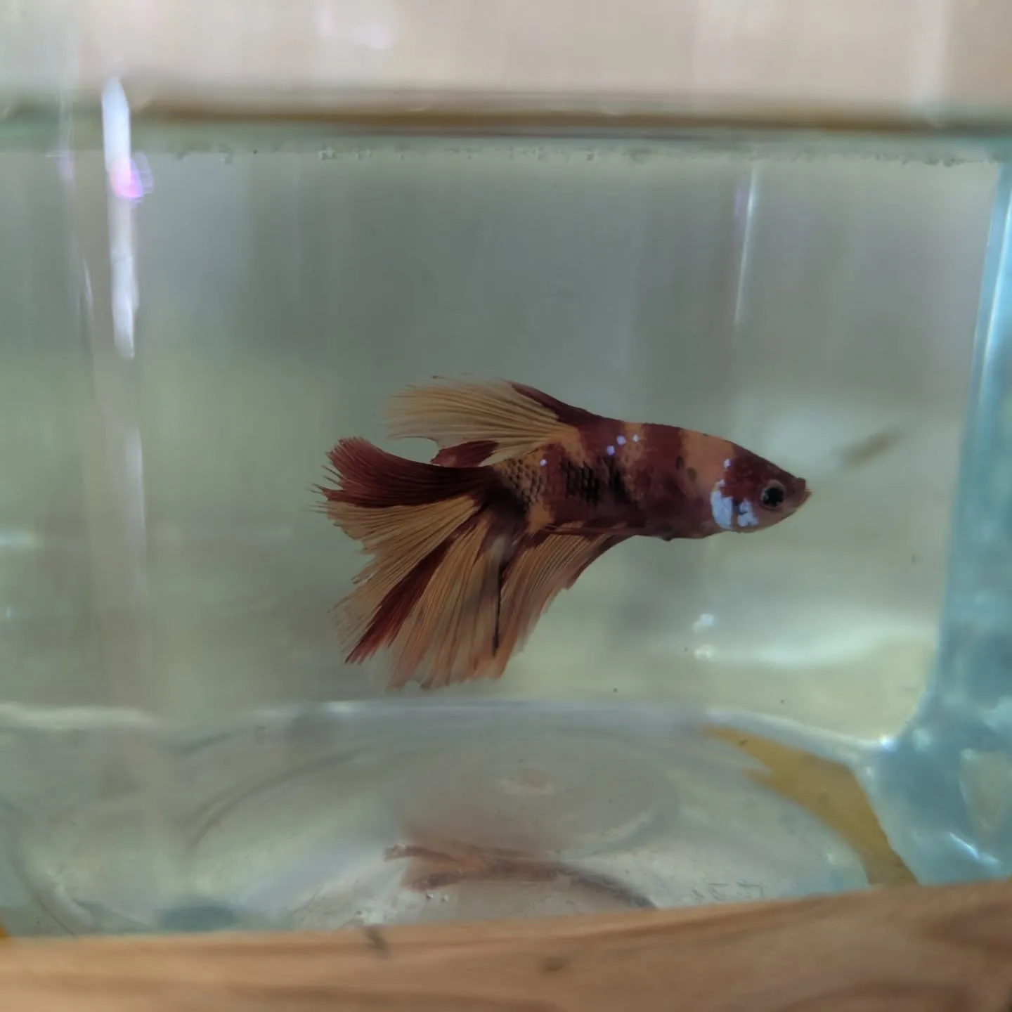 本日の入荷情報✨(熱帯魚、日淡魚、ベタ)