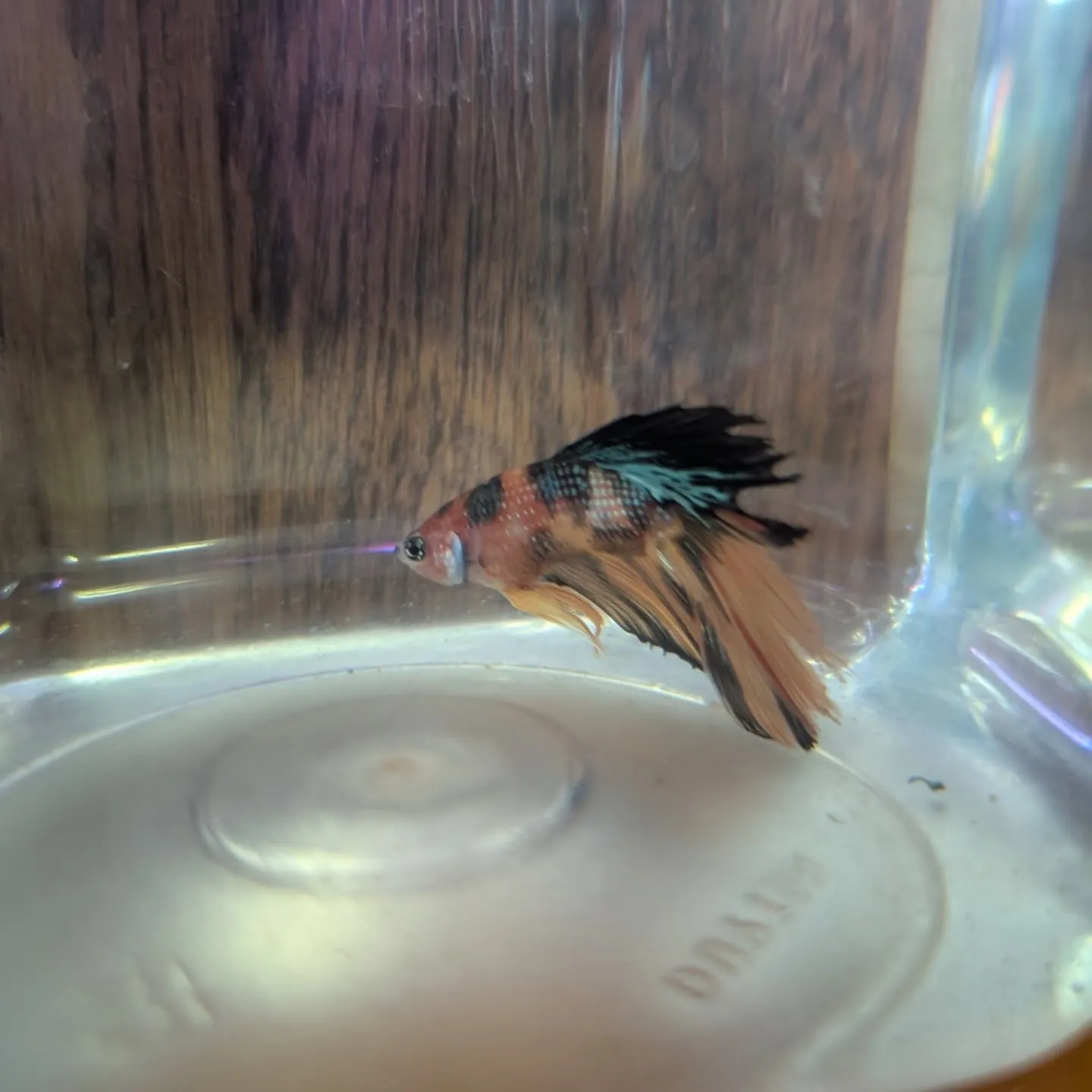 本日の入荷情報✨(熱帯魚、日淡魚、ベタ)
