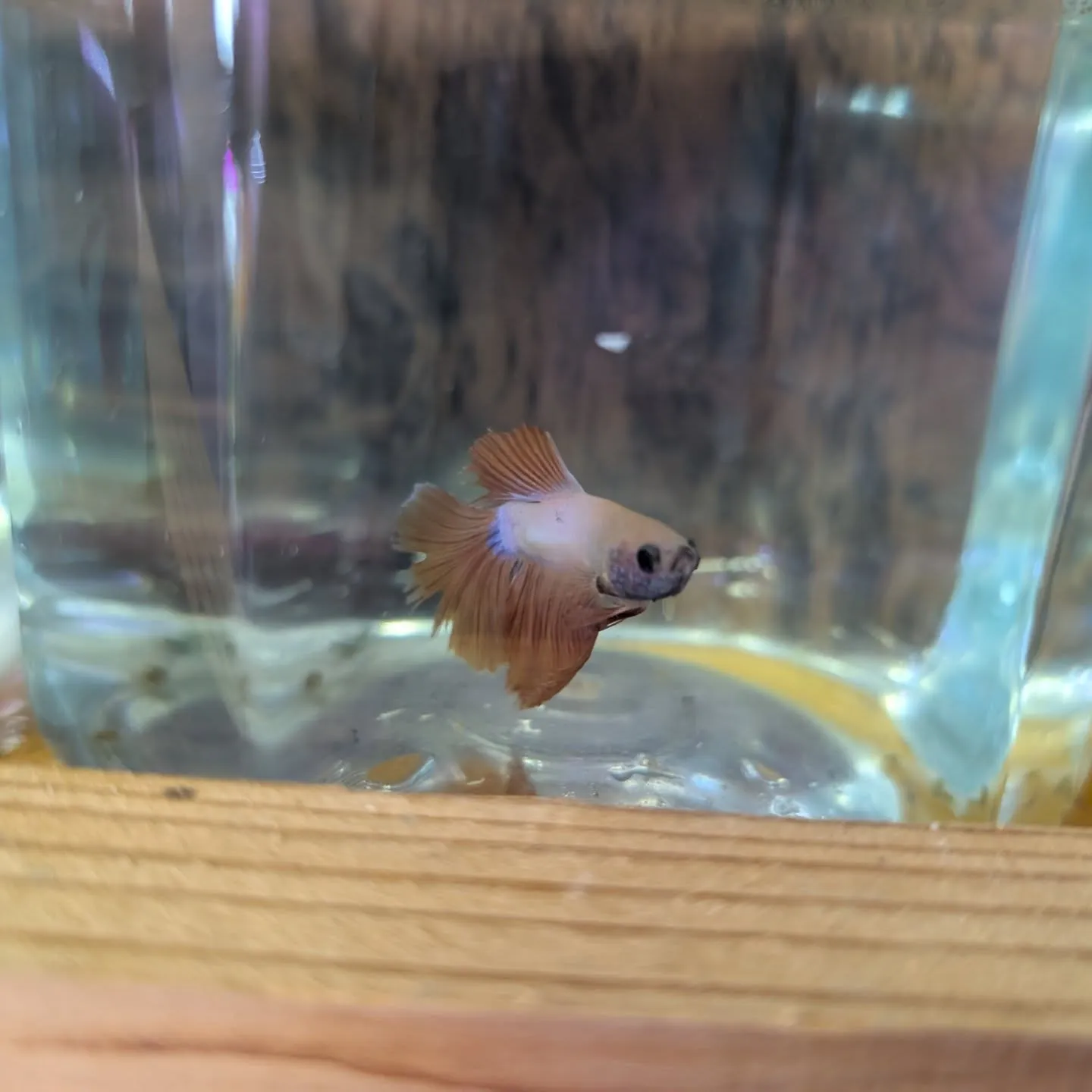 本日の入荷情報✨(熱帯魚、日淡魚、ベタ)