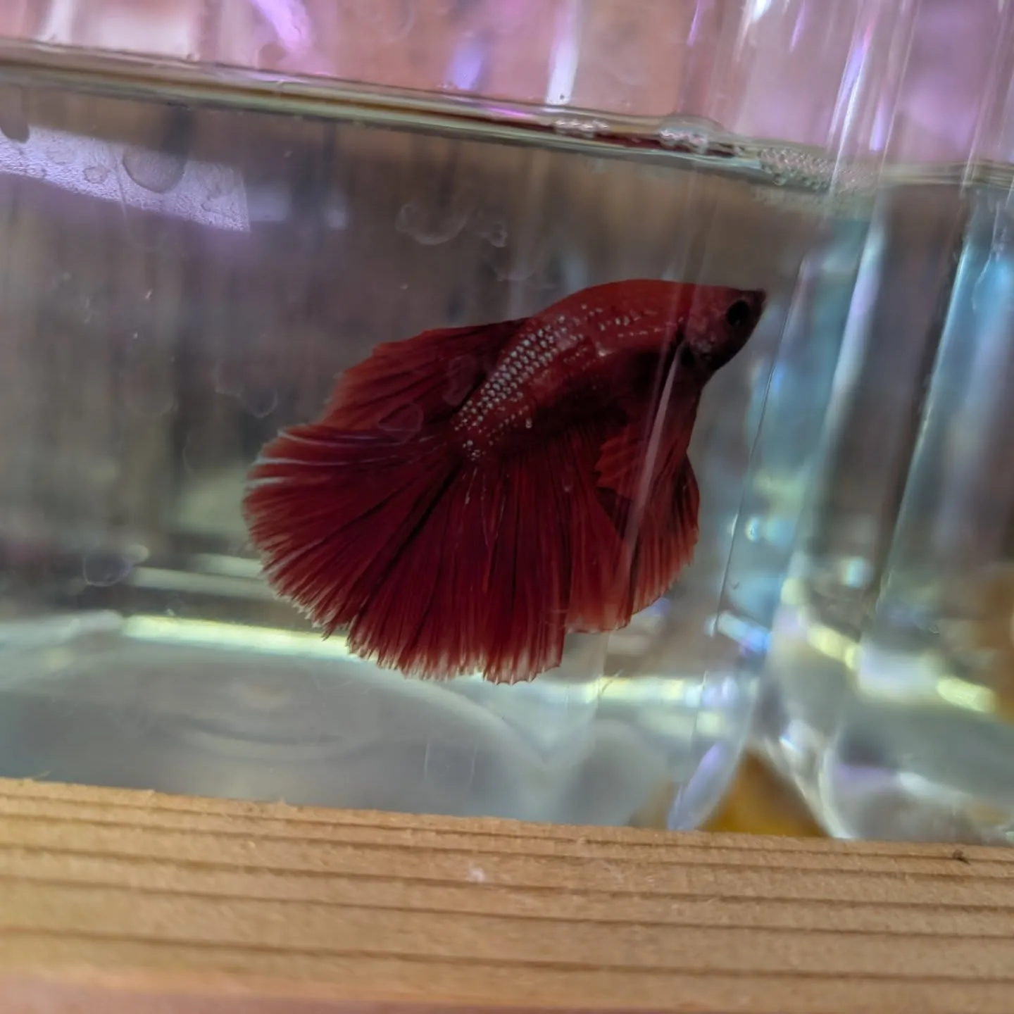 本日の入荷情報✨(熱帯魚、日淡魚、ベタ)