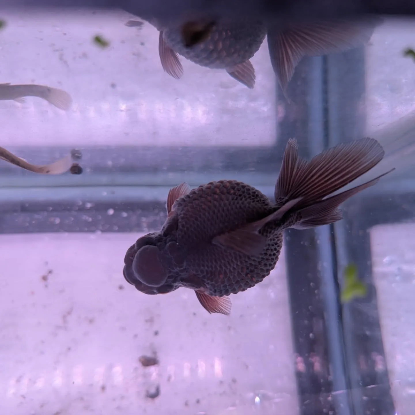 本日の入荷情報✨(金魚)