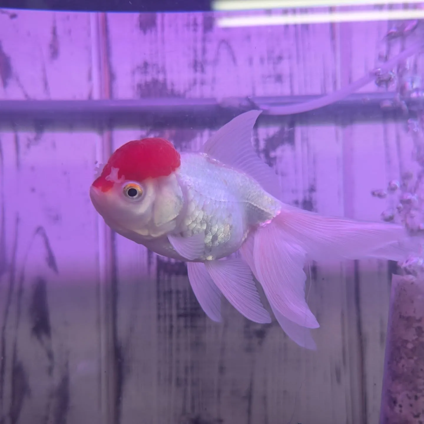 本日の入荷情報✨(金魚)