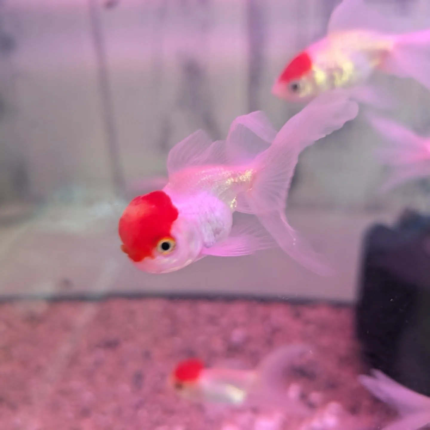 本日の入荷情報✨(金魚)