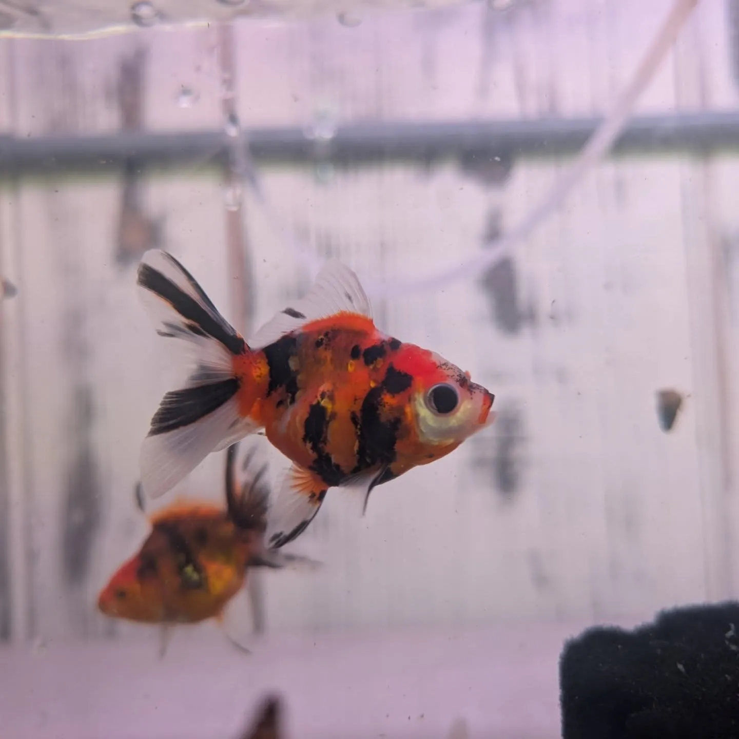 本日の入荷情報✨(金魚)