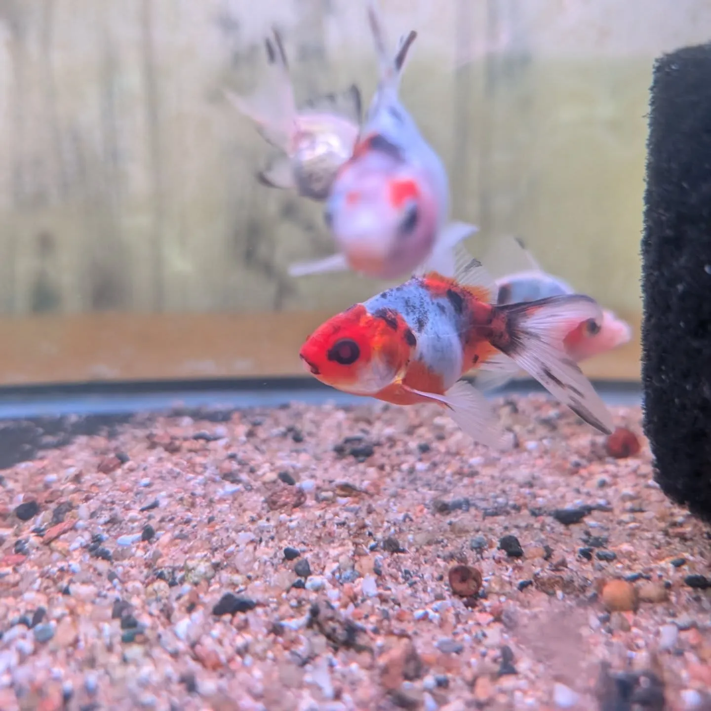 本日の入荷情報✨(金魚)