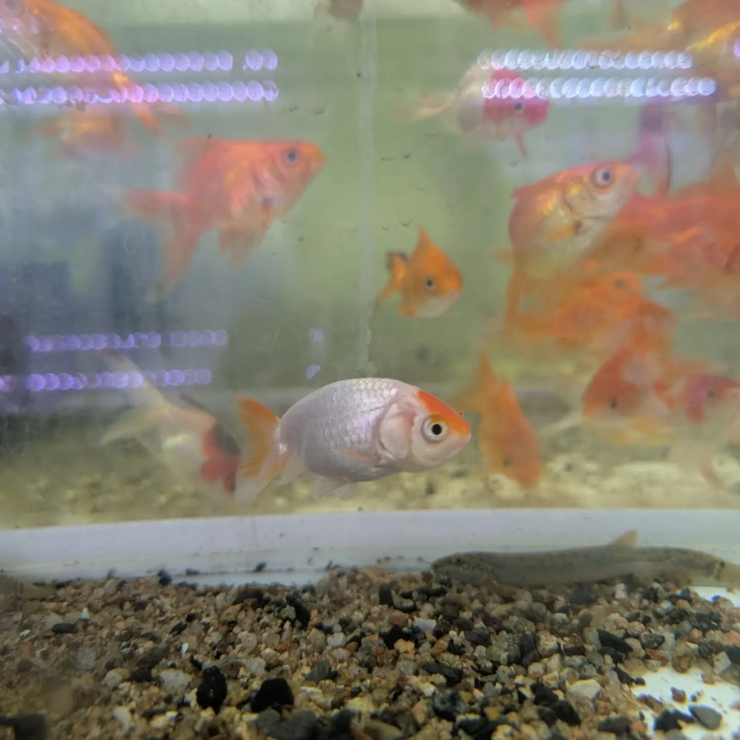 本日の入荷情報✨(金魚)